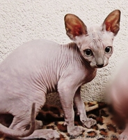 Супердешево за идеальных малышей сфинксов - <ro>Изображение</ro><ru>Изображение</ru> #3, <ru>Объявление</ru> #742441