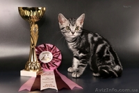 Американские короткошерстные котята - <ro>Изображение</ro><ru>Изображение</ru> #4, <ru>Объявление</ru> #730411