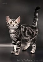 Американские короткошерстные котята - <ro>Изображение</ro><ru>Изображение</ru> #5, <ru>Объявление</ru> #730411