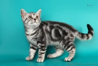 Американские короткошерстные котята - <ro>Изображение</ro><ru>Изображение</ru> #3, <ru>Объявление</ru> #730411