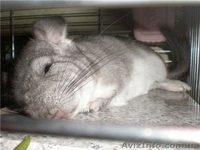 Охлаждаем шиншилл: как помочь шиншилле перенести жару? - <ro>Изображение</ro><ru>Изображение</ru> #1, <ru>Объявление</ru> #734950