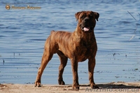 Щенки Бурбуля от рабочих собак и чемпионов - <ro>Изображение</ro><ru>Изображение</ru> #1, <ru>Объявление</ru> #744295