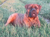 Щенки Бурбуля от рабочих собак и чемпионов - <ro>Изображение</ro><ru>Изображение</ru> #4, <ru>Объявление</ru> #744295