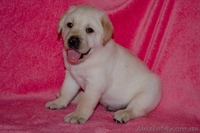 Палевые девочки-лабрадорчики - <ro>Изображение</ro><ru>Изображение</ru> #2, <ru>Объявление</ru> #730887