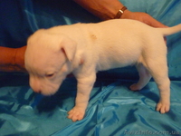 Американский бульдог-щенки - <ro>Изображение</ro><ru>Изображение</ru> #3, <ru>Объявление</ru> #733432