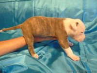 Американский бульдог-щенки - <ro>Изображение</ro><ru>Изображение</ru> #2, <ru>Объявление</ru> #733432