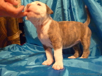 Американский бульдог-щенки - <ro>Изображение</ro><ru>Изображение</ru> #7, <ru>Объявление</ru> #733432