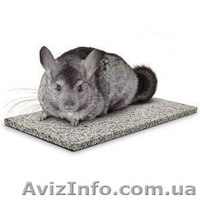 Охлаждаем шиншилл: как помочь шиншилле перенести жару? - <ro>Изображение</ro><ru>Изображение</ru> #2, <ru>Объявление</ru> #734950