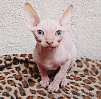 Супердешево за идеальных малышей сфинксов - <ro>Изображение</ro><ru>Изображение</ru> #2, <ru>Объявление</ru> #742441