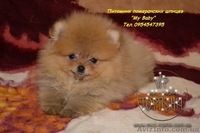 Щенки карликового померанского шпица VIP-Classa! - <ro>Изображение</ro><ru>Изображение</ru> #6, <ru>Объявление</ru> #734067