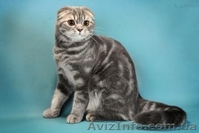 Продажа. Молодая кошка-производитель - <ro>Изображение</ro><ru>Изображение</ru> #2, <ru>Объявление</ru> #730399