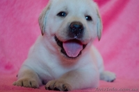 Палевые девочки-лабрадорчики - <ro>Изображение</ro><ru>Изображение</ru> #3, <ru>Объявление</ru> #730887