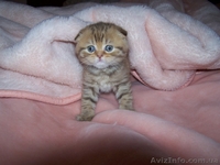  шотландские котята шоу класса - <ro>Изображение</ro><ru>Изображение</ru> #4, <ru>Объявление</ru> #755734