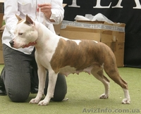 Молодои кобель Амстаффа (1,5 года)  - <ro>Изображение</ro><ru>Изображение</ru> #9, <ru>Объявление</ru> #750020