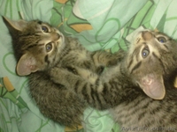 Маленькие тигры - <ro>Изображение</ro><ru>Изображение</ru> #1, <ru>Объявление</ru> #761708