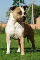  Стафф  Терьер. Выставочные щенки!мальчики, - <ro>Изображение</ro><ru>Изображение</ru> #1, <ru>Объявление</ru> #247026