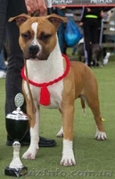 Молодои кобель Амстаффа (1,5 года)  - <ro>Изображение</ro><ru>Изображение</ru> #1, <ru>Объявление</ru> #750020