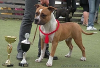 Молодои кобель Амстаффа (1,5 года)  - <ro>Изображение</ro><ru>Изображение</ru> #5, <ru>Объявление</ru> #750020