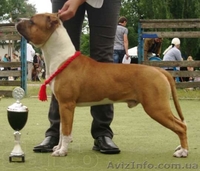 Молодои кобель Амстаффа (1,5 года)  - <ro>Изображение</ro><ru>Изображение</ru> #2, <ru>Объявление</ru> #750020