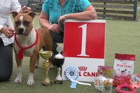 Молодои кобель Амстаффа (1,5 года)  - <ro>Изображение</ro><ru>Изображение</ru> #4, <ru>Объявление</ru> #750020