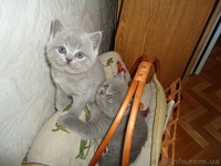  шотландские котята шоу класса - <ro>Изображение</ro><ru>Изображение</ru> #2, <ru>Объявление</ru> #755734