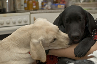 продам высокопородных щенков лабрадора - <ro>Изображение</ro><ru>Изображение</ru> #2, <ru>Объявление</ru> #715353