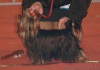 Клубная подрощенная миничка йоркширского терьера! - <ro>Изображение</ro><ru>Изображение</ru> #3, <ru>Объявление</ru> #751909