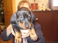 Такса щенки продажа - <ro>Изображение</ro><ru>Изображение</ru> #3, <ru>Объявление</ru> #750320