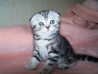  шотландские котята шоу класса - <ro>Изображение</ro><ru>Изображение</ru> #5, <ru>Объявление</ru> #755734