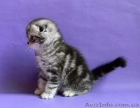 Британские Короткошерстные и Шотландские котята - <ro>Изображение</ro><ru>Изображение</ru> #2, <ru>Объявление</ru> #759298