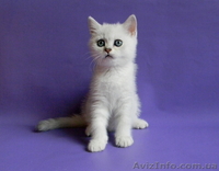 Британские Короткошерстные и Шотландские котята - <ro>Изображение</ro><ru>Изображение</ru> #4, <ru>Объявление</ru> #759298