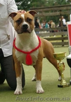 Молодои кобель Амстаффа (1,5 года)  - <ro>Изображение</ro><ru>Изображение</ru> #3, <ru>Объявление</ru> #750020