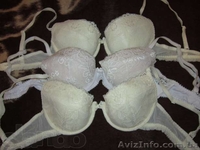 Продам ОПТ жен.нижнее белье итальянских марок Lormar,Venus,Int'l MILAN  - <ro>Изображение</ro><ru>Изображение</ru> #5, <ru>Объявление</ru> #775030