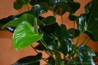 Продам антуриум  - <ro>Изображение</ro><ru>Изображение</ru> #1, <ru>Объявление</ru> #770484
