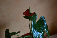 Продам антуриум  - <ro>Изображение</ro><ru>Изображение</ru> #5, <ru>Объявление</ru> #770484