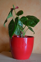 Продам антуриум  - <ro>Изображение</ro><ru>Изображение</ru> #4, <ru>Объявление</ru> #770484