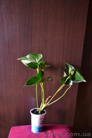 Продам антуриум  - <ro>Изображение</ro><ru>Изображение</ru> #3, <ru>Объявление</ru> #770484