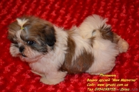 Очаровательные щенки ши-тцу шоу-класса! - <ro>Изображение</ro><ru>Изображение</ru> #5, <ru>Объявление</ru> #781735