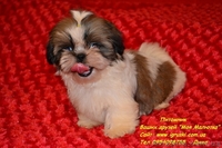 Очаровательные щенки ши-тцу шоу-класса! - <ro>Изображение</ro><ru>Изображение</ru> #7, <ru>Объявление</ru> #781735