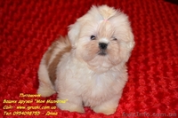 Очаровательные щенки ши-тцу шоу-класса! - <ro>Изображение</ro><ru>Изображение</ru> #3, <ru>Объявление</ru> #781735