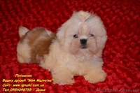 Очаровательные щенки ши-тцу шоу-класса! - <ro>Изображение</ro><ru>Изображение</ru> #4, <ru>Объявление</ru> #781735