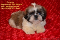 Очаровательные щенки ши-тцу шоу-класса! - <ro>Изображение</ro><ru>Изображение</ru> #1, <ru>Объявление</ru> #781735