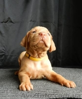 венгерскаявыжла (щенки) - <ro>Изображение</ro><ru>Изображение</ru> #1, <ru>Объявление</ru> #780703