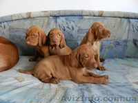 венгерскаявыжла (щенки) - <ro>Изображение</ro><ru>Изображение</ru> #3, <ru>Объявление</ru> #780703