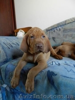 венгерскаявыжла (щенки) - <ro>Изображение</ro><ru>Изображение</ru> #4, <ru>Объявление</ru> #780703