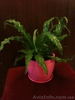 Продам Асплениум - <ro>Изображение</ro><ru>Изображение</ru> #1, <ru>Объявление</ru> #770516