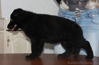 щенок черной немецой овчарки КСУ - <ro>Изображение</ro><ru>Изображение</ru> #1, <ru>Объявление</ru> #778094