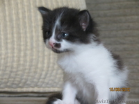 Отдам в добрые руки Красивых котята - <ro>Изображение</ro><ru>Изображение</ru> #2, <ru>Объявление</ru> #765582