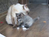 Отдам в добрые руки Красивых котята - <ro>Изображение</ro><ru>Изображение</ru> #1, <ru>Объявление</ru> #765582