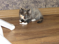 Отдам в добрые руки Красивых котята - <ro>Изображение</ro><ru>Изображение</ru> #5, <ru>Объявление</ru> #765582